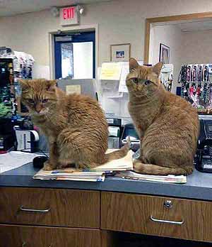 Front Desk Staff